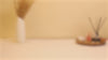 Aromahpure reed diffuser